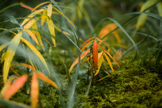 Leaves in Moss, Starting to Turn