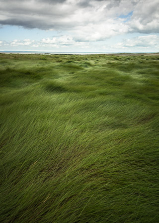 Waves of Grass