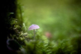 Tiny Parasol