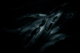 Kelp Cutouts