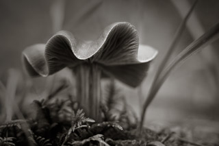 Ruffled Mushroom