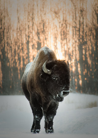 Cold Backlit Bison