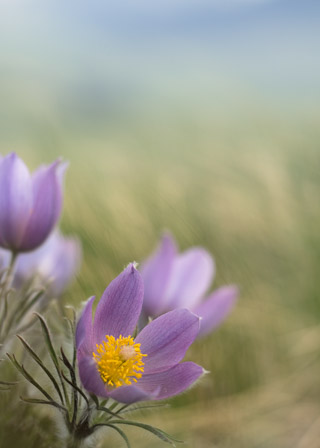 Soft Crocuses