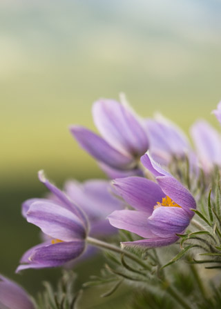 Cluster of Alpine Crocuses