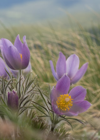 Crocus in Grass