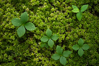 Bunchberries in Moss