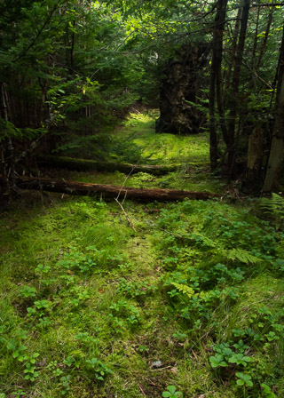 Abandoned Road