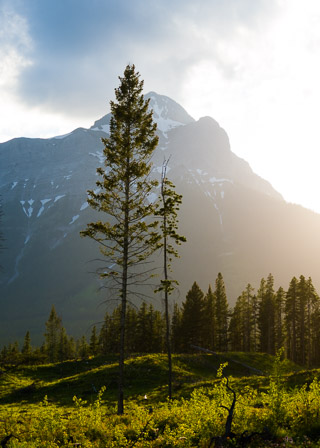 Logging Survivor