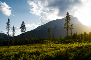 Logging Meadow
