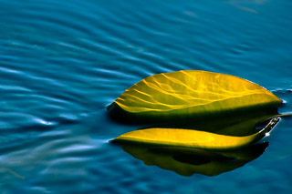 Sun Through Kelp