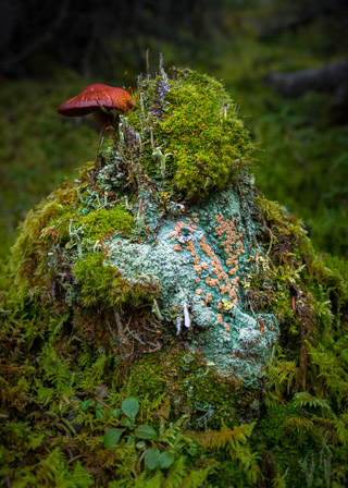 Fairy Vomit Lichen