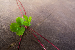 Strawberry Shoot