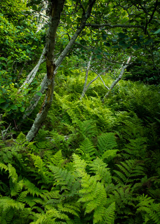 Tilting Forest