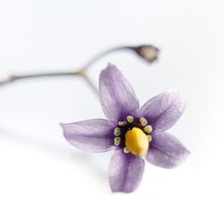 Bright Flower Portrait