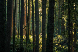 Glowing Through Fir Trunks