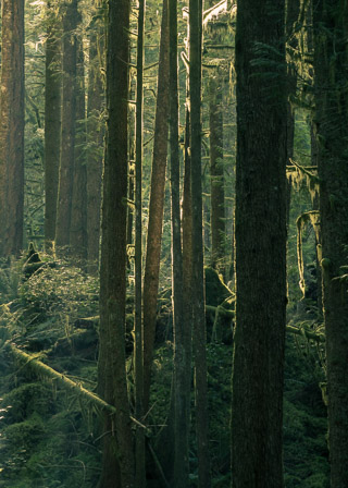 Mossy Forest