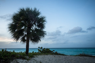 Ball of Palm