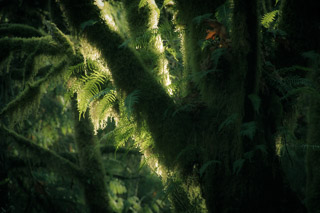 Suspended Growth
