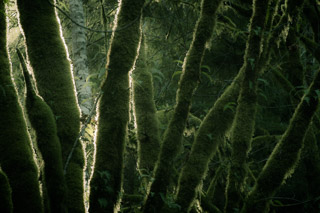 Mossy Trunks