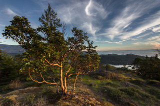 Arbutus Evening