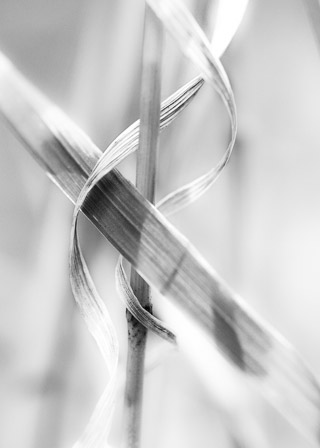 Grass Negative