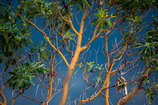 Bright Arbutus Detail