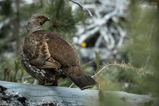 Blue Grouse on a Log