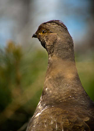 Blue Grouse Portrait