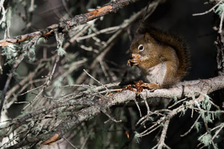 Squirrel Snacking