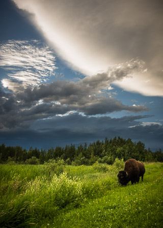 Bison Between Storms