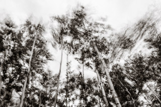 Wind Storm in the Poplars