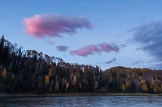 Yellow Birch on the Far Bank