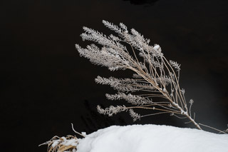 Leaning over Winter Water