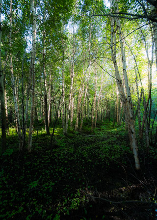 Sun Streaming Through Birch I