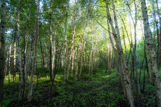Sun Streaming Through Birch II
