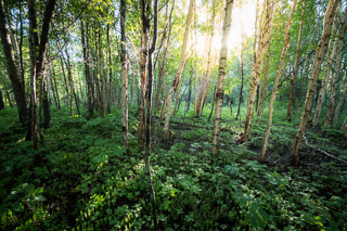 Warm Summer Birch Forest