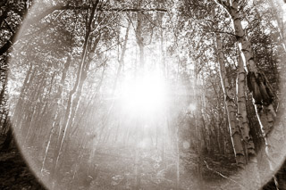 Birch Flare