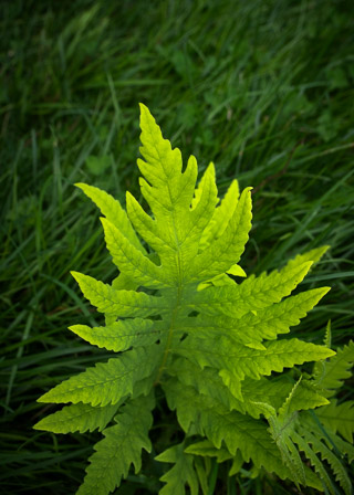Young Fern in Grass