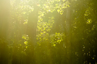 Warm Summer Poplars