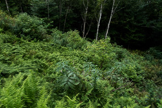 Ferns All the Way Down