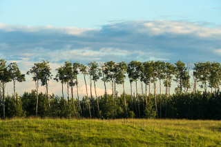 Tree Queue