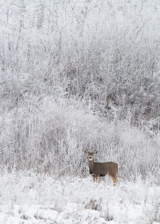 Winter Lookout