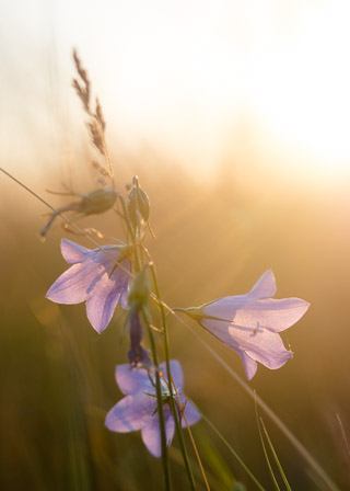 Harebells in the Sunset