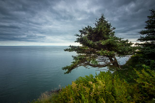 Stalwart Spruce