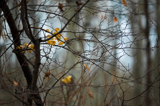 Last Few Leaves