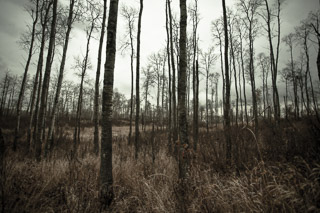 Thinning Forest