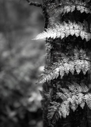 Fern Leaves on Birch