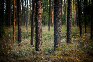 Pine Trunks