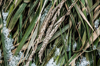 Three Seasons in Grass