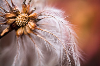 Seeding Whiskers